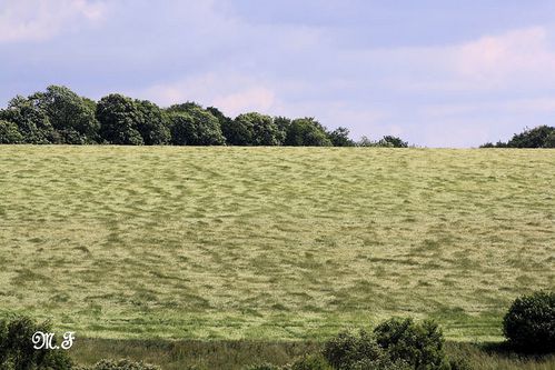 Champs de Blé 005