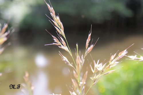 Nature Steir 06-06 001