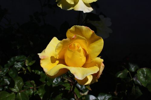 fleur 008
