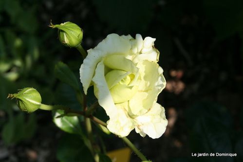Roses-2010-2309.JPG