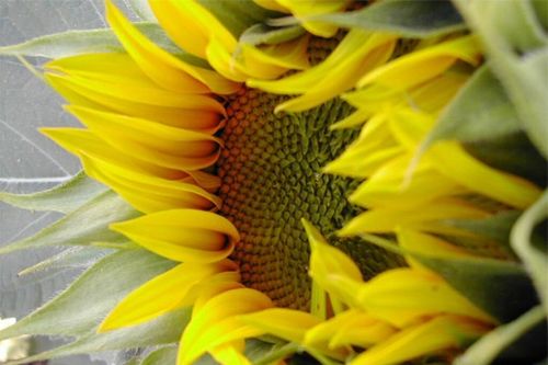 Tournesol-2.jpg