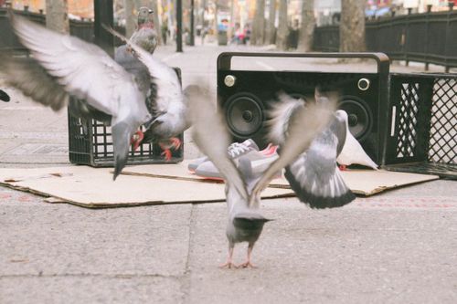 PUMAPIGEON-7-590x393.jpg