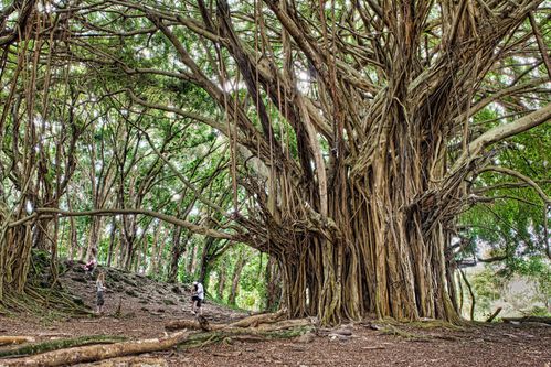 Hawaii---Tarzan-would-be-happy-here.jpg