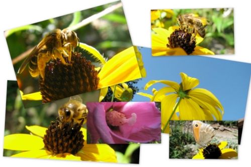 abeille.jpg
