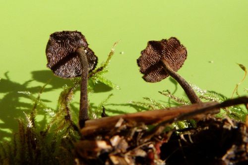 Auriscalpium-vulgare-.jpg