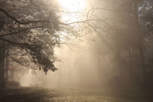 brouillard