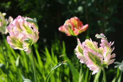 tulipe2