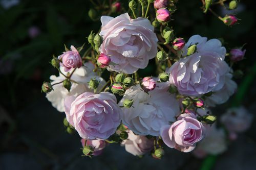 été