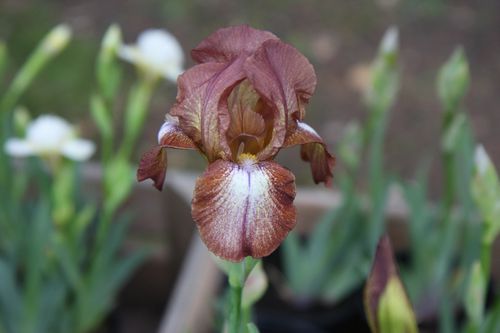 fleur2-copie-2