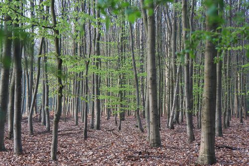 foret-copie-1