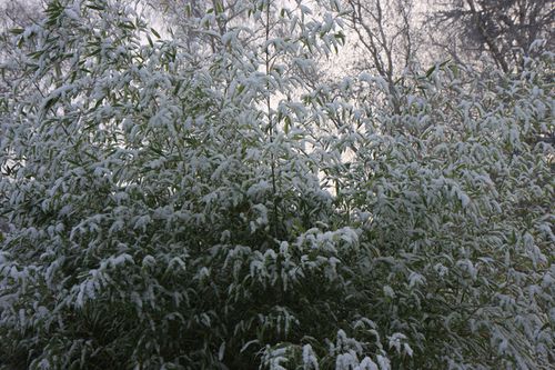 hiver7-copie-1