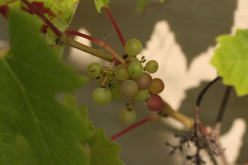 lie de vin7