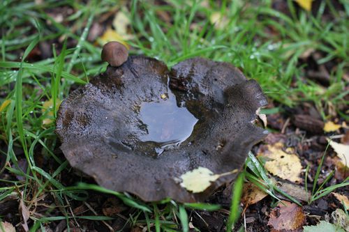 pluie11