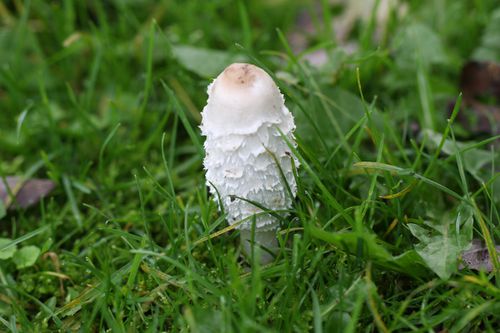 pluie6