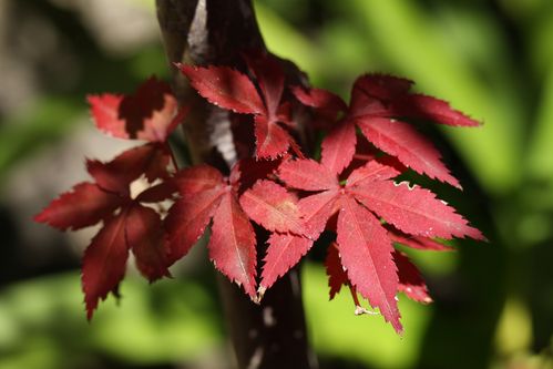 rouge1