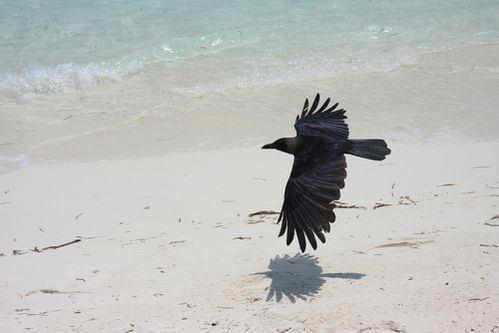 maldives1-copie-1