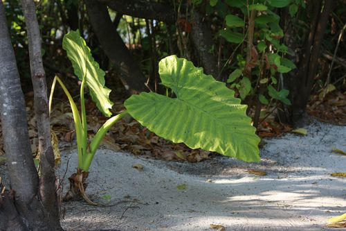 maldives1