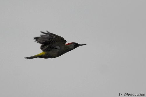 BSCF_4319.jpg