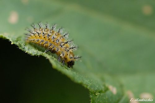 BSCE_5914.JPG