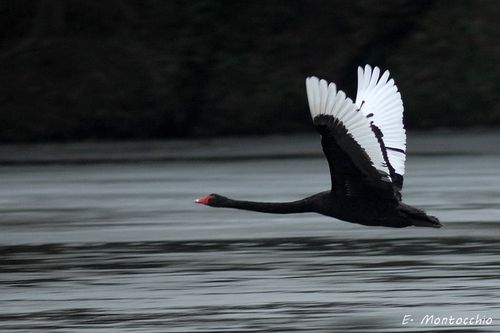 BSCB 8417