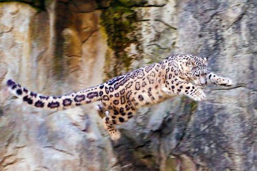 Snow-Leopard-Flying