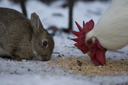 Résultats de recherche d'images pour « combat coq et lievre »