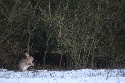 Lapin de garenne dans la neige photo d'animaux de Picardie Amiens Benoit Henrion