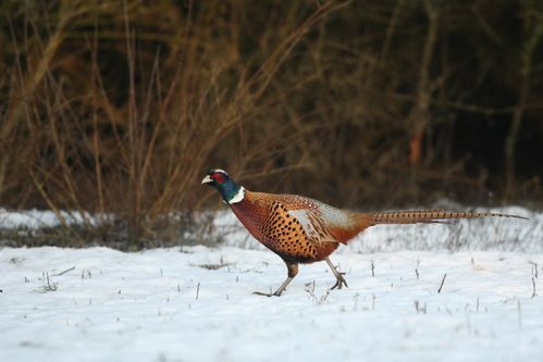 Coq faisan dans la neige photo d'oiseaux de Picardie Amiens Benoit Henrion