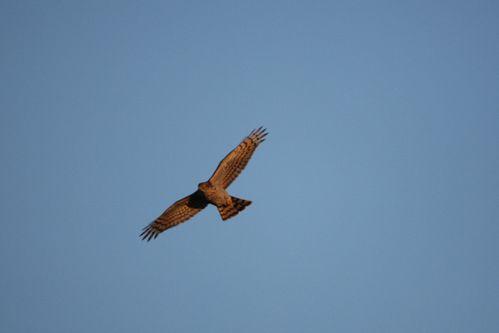 Epervier femelle en vol photo d'oiseaux de Picardie Amiens Benoit Henrion