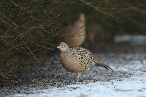 Poule faisane dans la neige photo d'oiseaux de Picardie Amiens Benoit Henrion