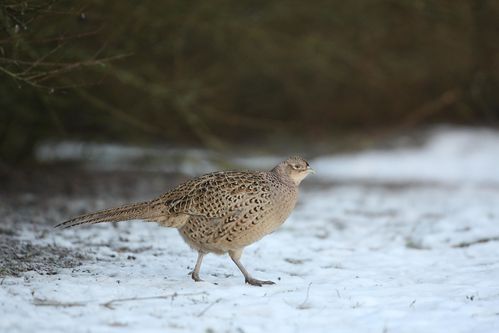 Poule faisane dans la neige photo d'oiseaux de Picardie Amiens Benoit Henrion