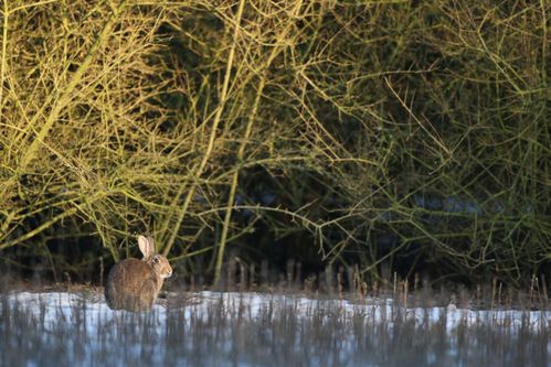 Lapin de garenne dans la neige photo d'animaux de Picardie Amiens Benoit Henrion