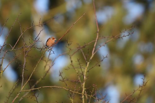 Pinson des arbres photo d'oiseaux de Picardie Amiens Benoit Henrion