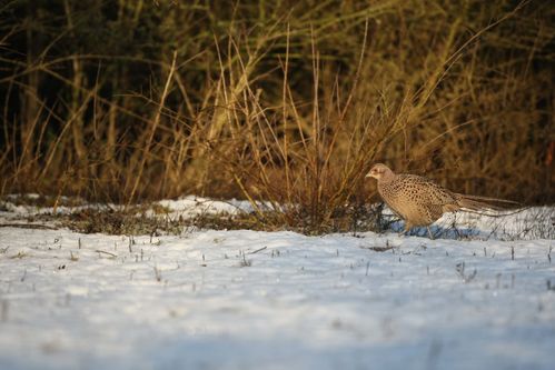 Poule faisane dans la neige photo d'oiseaux de Picardie Amiens Benoit Henrion