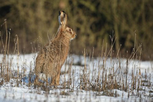 Lièvre dans la neige photo d'animaux de Picardie Amiens Benoit Henrion