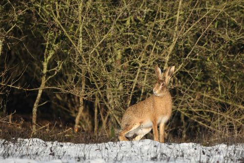 Lièvre dans la neige photo d'animaux de Picardie Amiens Benoit Henrion