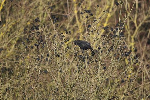 Merle noir photo d'oiseaux de Picardie Amiens Benoit Henrion