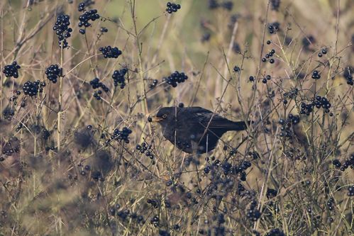 Merle noir photo d'oiseaux de Picardie Amiens Benoit Henrion