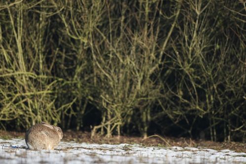 Lapin de garenne dans la neige photo d'animaux de Picardie Amiens Benoit Henrion