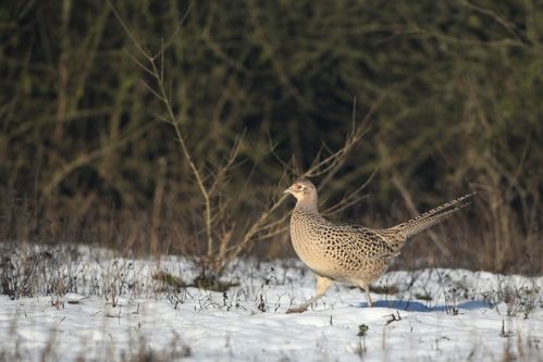 Poule faisane dans la neige photo d'oiseaux de Picardie Amiens Benoit Henrion