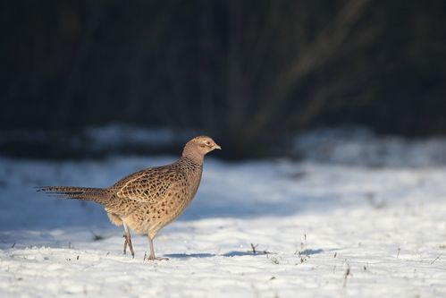 Poule faisane dans la neige photo d'oiseaux de Picardie Amiens Benoit Henrion