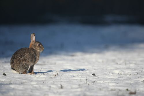 Lapin de garenne dans la neige photo d'animaux de Picardie Amiens Benoit Henrion