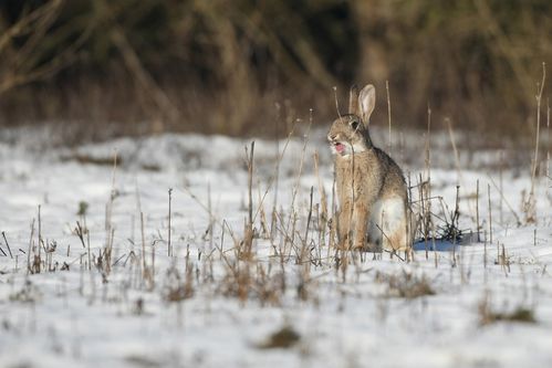 Lapin de garenne montrant les dents dans la neige photo d'animaux de Picardie Amiens Benoit Henrion