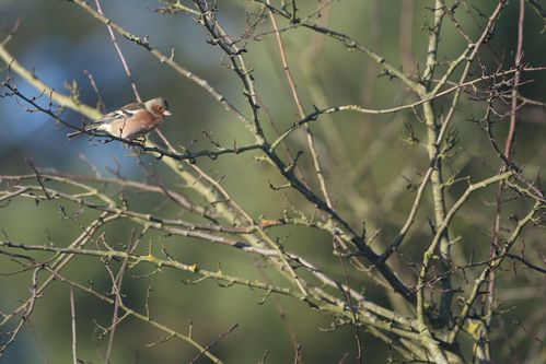 Pinson des arbres photo d'oiseaux de Picardie Amiens Benoit Henrion