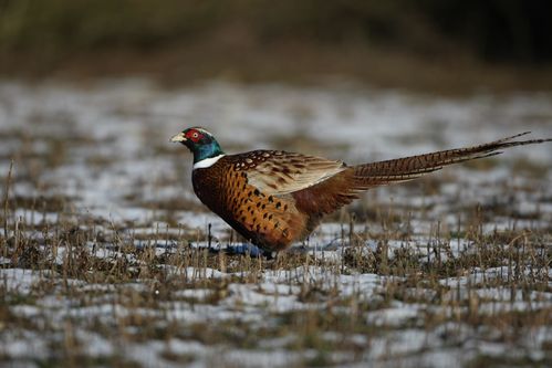 Coq faisan dans la neige photo d'oiseaux de Picardie Amiens Benoit Henrion