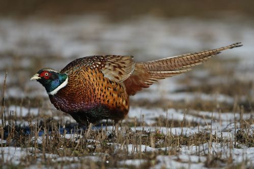 Coq faisan dans la neige photo d'oiseaux de Picardie Amiens Benoit Henrion