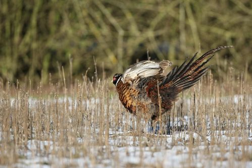 Coq faisan dans la neige photo d'oiseaux de Picardie Amiens Benoit Henrion
