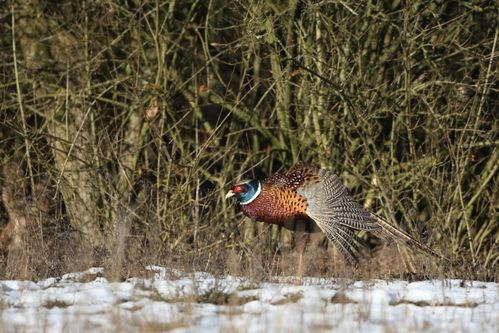 Coq faisan dans la neige photo d'oiseaux de Picardie Amiens Benoit Henrion