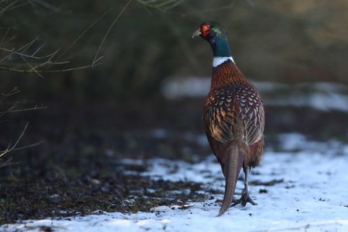 Coq faisan dans la neige photo d'oiseaux de Picardie Amiens Benoit Henrion