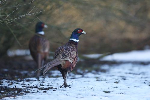 Coq faisan dans la neige photo d'oiseaux de Picardie Amiens Benoit Henrion